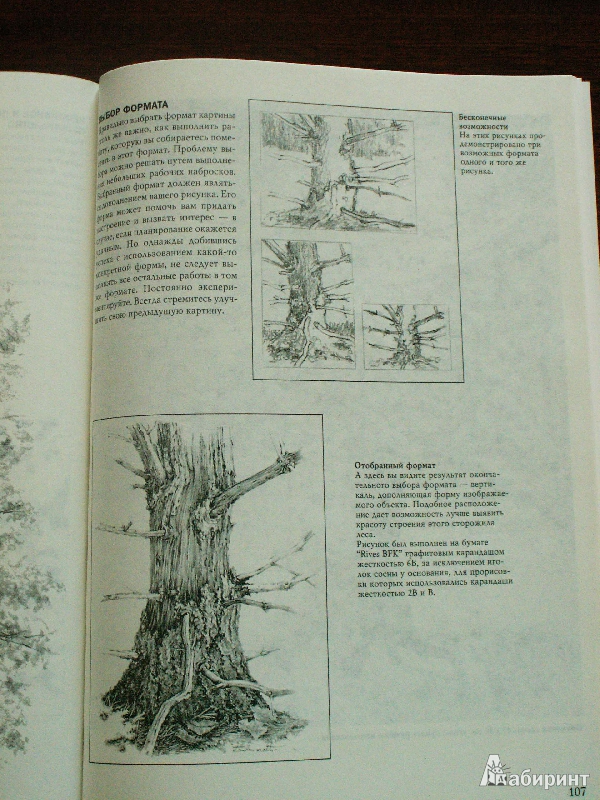 Иллюстрация 61 из 61 для Деревья - Стенли Молцмен | Лабиринт - книги. Источник: Воронина  Екатерина Фёдоровна
