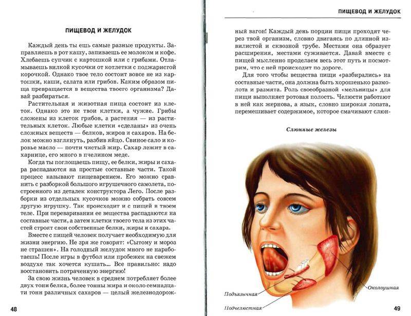 Иллюстрация 22 из 47 для Анатомия человека - Сергей Афонькин | Лабиринт - книги. Источник: Юта