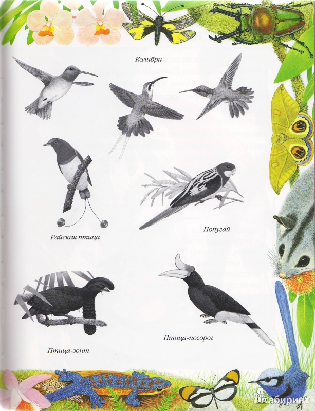 Иллюстрация 14 из 17 для Чудо-наклейки. Мир джунглей - Морис Пледжер | Лабиринт - книги. Источник: Трубадур