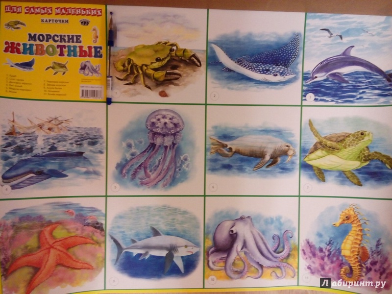 Иллюстрация 2 из 3 для Плакат "Морские животные" (50х70 см) | Лабиринт - книги. Источник: Сулейманова  Сабрина