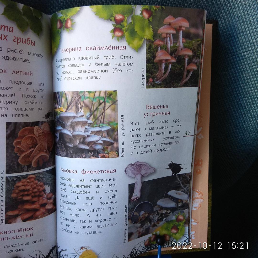 Иллюстрация 54 из 59 для Ягоды и грибы - Петр Волцит | Лабиринт - книги. Источник: Оля