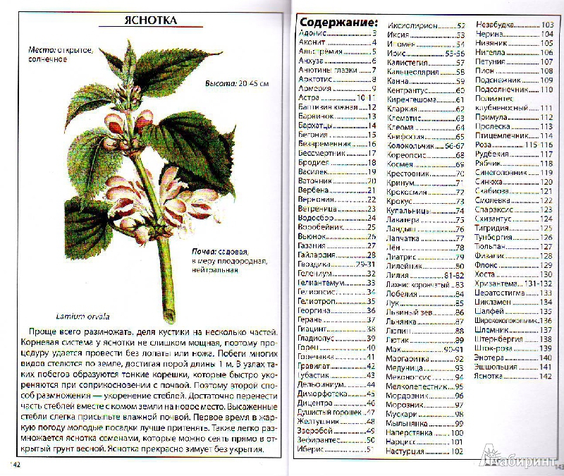 Иллюстрация 3 из 5 для Садовые цветы | Лабиринт - книги. Источник: Трубадур