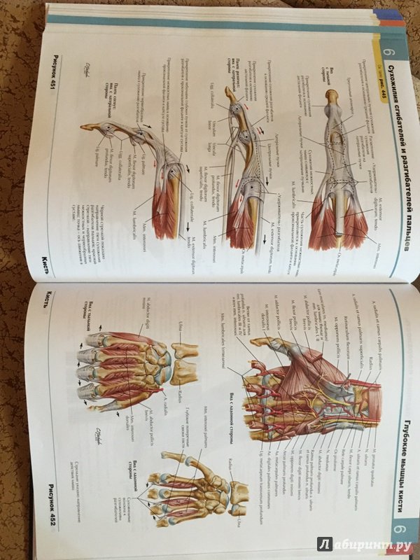 Иллюстрация 45 из 50 для Атлас анатомии человека - Фрэнк Неттер | Лабиринт - книги. Источник: Волков  Кирилл Николаевич