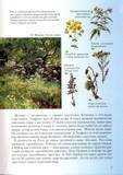 Иллюстрация 14 из 49 для Занимательная ботаника - Светлана Лаврова | Лабиринт - книги. Источник: АленаТюрина