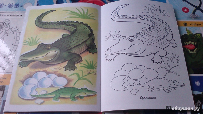 Иллюстрация 16 из 17 для Первые уроки. Раскраска "Животные жарких стран" | Лабиринт - книги. Источник: Mila
