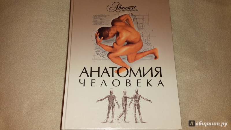 Иллюстрация 6 из 13 для Анатомия человека | Лабиринт - книги. Источник: Маруся (@smelayatrysixa)