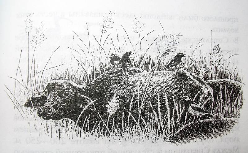 Иллюстрация 10 из 22 для В краю непуганых носорогов - Евгений Коблик | Лабиринт - книги. Источник: Валерия
