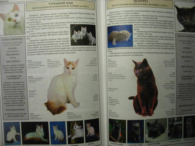Иллюстрация 21 из 39 для Все о породах кошек - Джульетта Мей | Лабиринт - книги. Источник: kolobus
