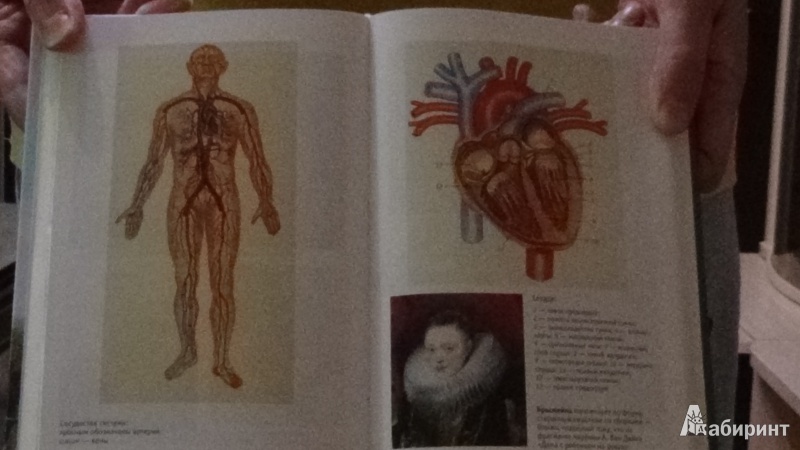 Иллюстрация 5 из 20 для Чем мужчина отличается от женщины. Очерки сравнительной анатомии - Лев Этинген | Лабиринт - книги. Источник: Консультант по наукам