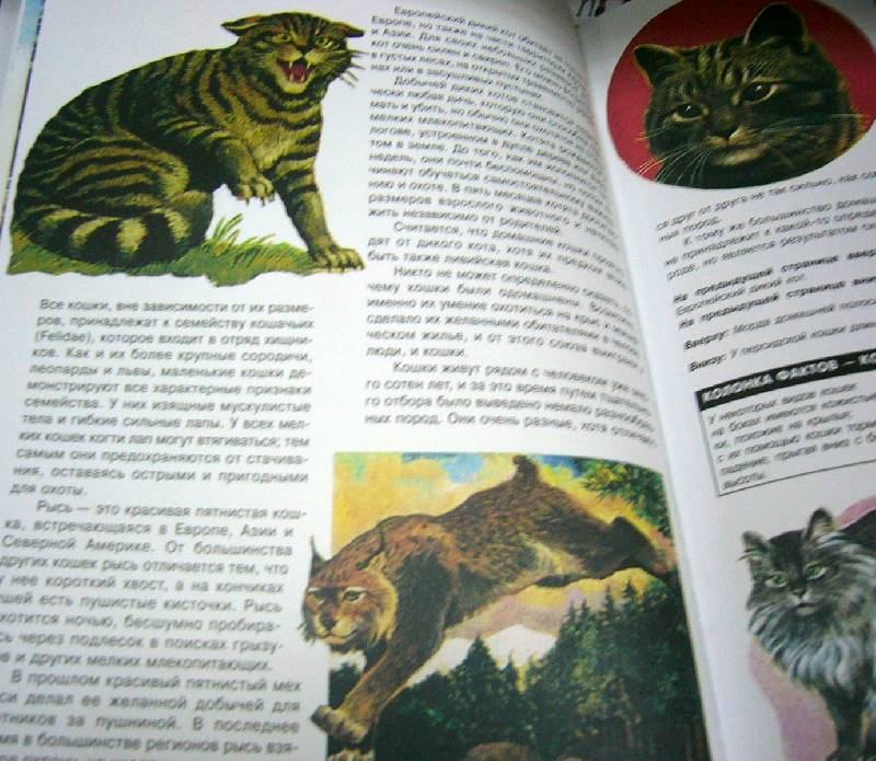Иллюстрация 17 из 37 для Энциклопедия животных | Лабиринт - книги. Источник: Nika