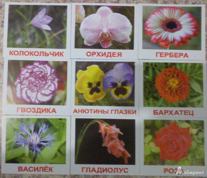 Иллюстрация 5 из 22 для Комплект карточек "Цветы" (16,5х19,5 см) - Носова, Епанова | Лабиринт - игрушки. Источник: Tatka