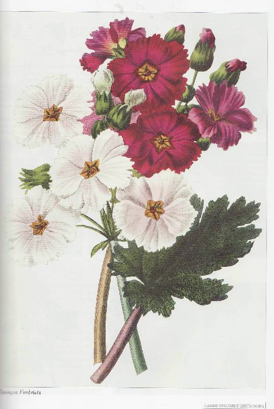 Иллюстрация 40 из 44 для Самые красивые цветы мира | Лабиринт - книги. Источник: Наталья Плотникова