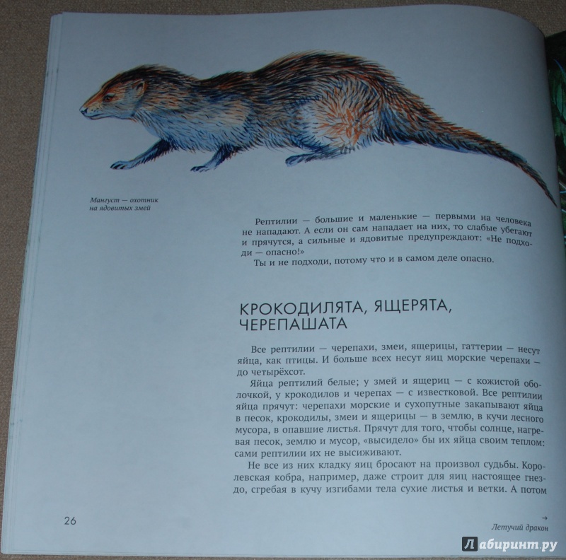 Иллюстрация 21 из 44 для Рептилии - Николай Сладков | Лабиринт - книги. Источник: Книжный кот