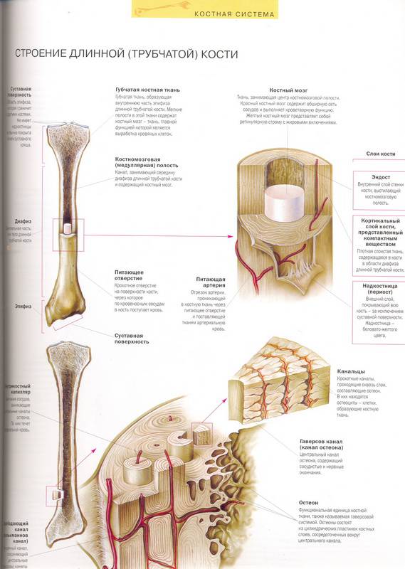 Иллюстрация 29 из 32 для Атлас анатомии человека - Виге, Орте | Лабиринт - книги. Источник: Ялина