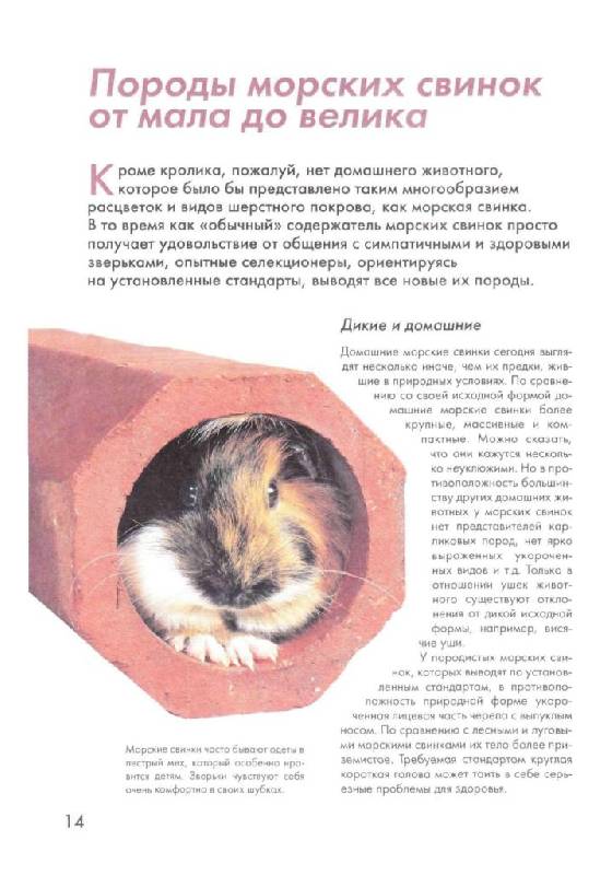 Иллюстрация 14 из 43 для Морские свинки - Фриц Альтман | Лабиринт - книги. Источник: Юта