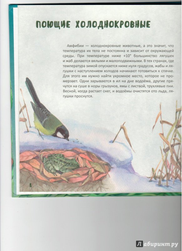 Иллюстрация 12 из 12 для Такие разные лягушки - Наталья Габеева | Лабиринт - книги. Источник: Ноженко  Андрей