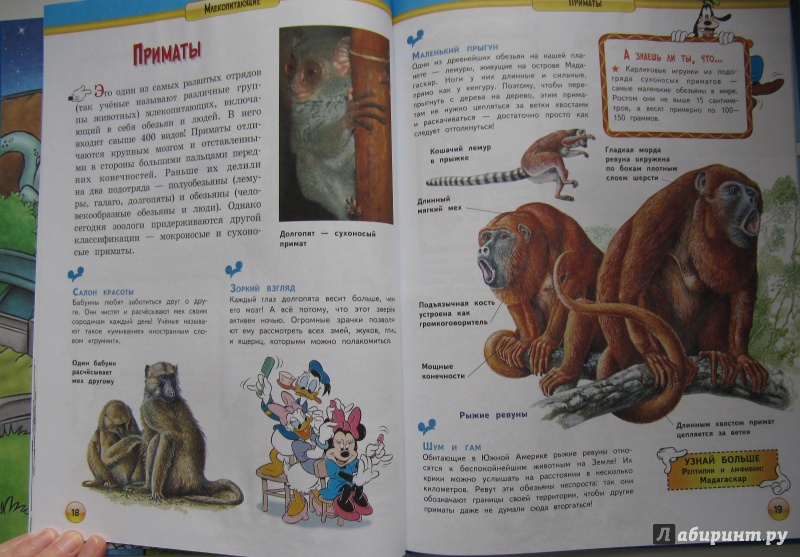 Иллюстрация 9 из 25 для Млекопитающие | Лабиринт - книги. Источник: Чернова  Анастасия Юрьевна