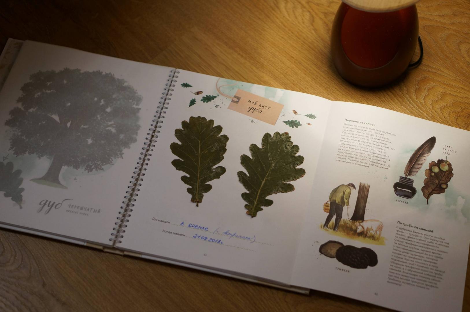 Иллюстрация 100 из 126 для Мой гербарий. Листья деревьев - Анна Васильева | Лабиринт - книги. Источник: Лабиринт