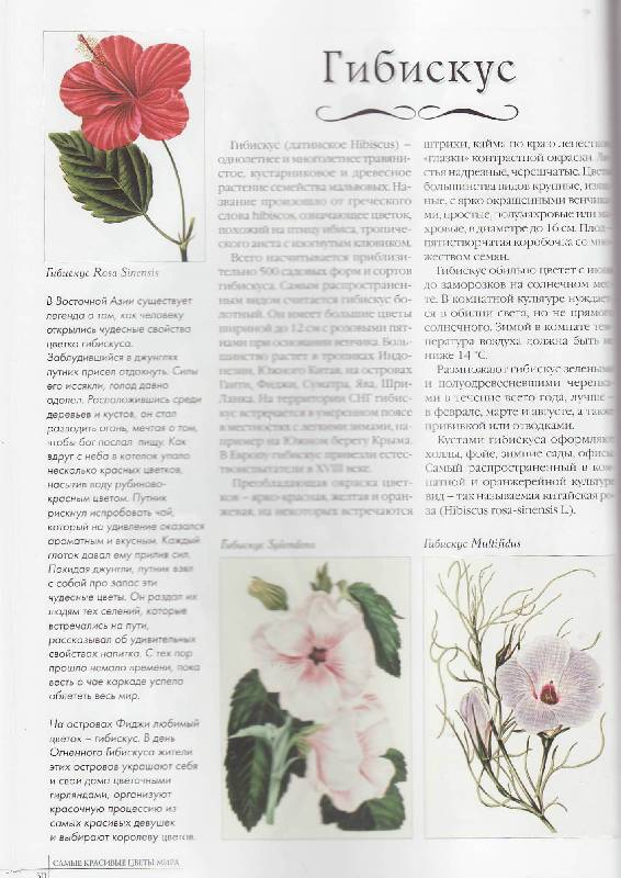Иллюстрация 36 из 44 для Самые красивые цветы мира | Лабиринт - книги. Источник: Наталья Плотникова