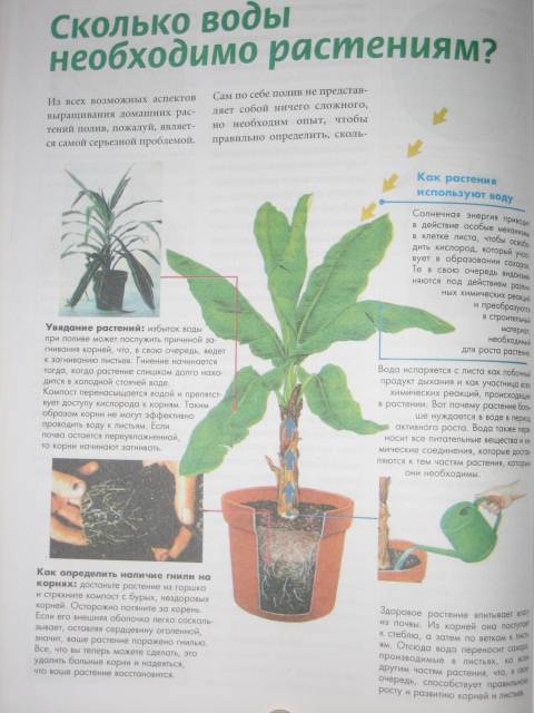 Иллюстрация 6 из 9 для Все о комнатных растениях. Луковичные растения | Лабиринт - книги. Источник: МЕГ