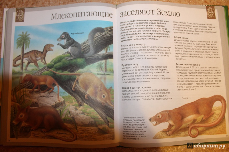 Иллюстрация 14 из 36 для Динозавры - Лора Камбурнак | Лабиринт - книги. Источник: Шульгина  Анастасия Сергеевна