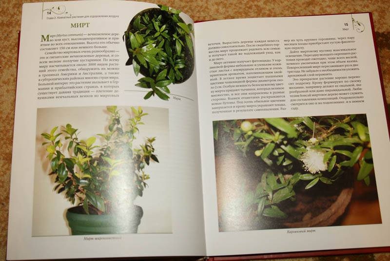 Иллюстрация 10 из 16 для Комнатные растения дарят здоровье - Николай Азарушкин | Лабиринт - книги. Источник: Кнопа2