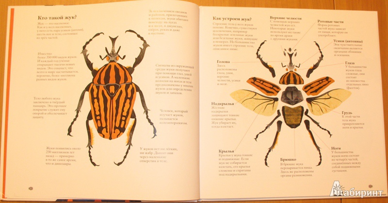 Иллюстрация 7 из 43 для В мире жуков. Интересные факты о животных - Стив Дженкинс | Лабиринт - книги. Источник: pazitif_f_fchik