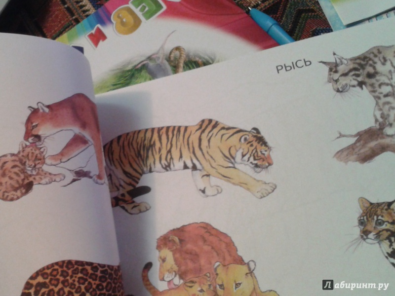 Иллюстрация 8 из 18 для Дикие кошки | Лабиринт - книги. Источник: Написатель