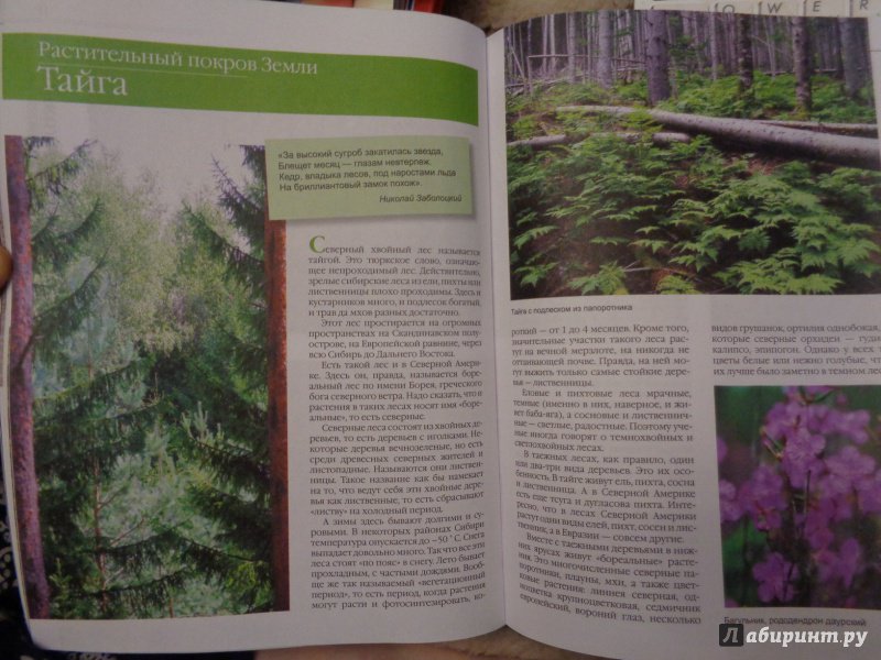 Иллюстрация 8 из 20 для Растительный покров Земли | Лабиринт - книги. Источник: Лабиринт