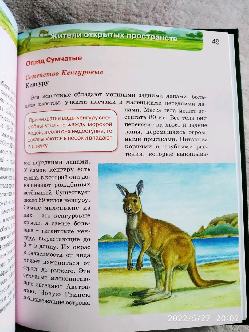 Иллюстрация 61 из 64 для Млекопитающие | Лабиринт - книги. Источник: Ekaterina Фиалковая