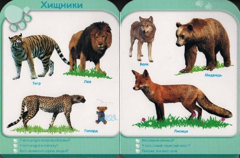 Иллюстрация 7 из 24 для Мир животных (24-36 мес.) | Лабиринт - книги. Источник: Zhanna