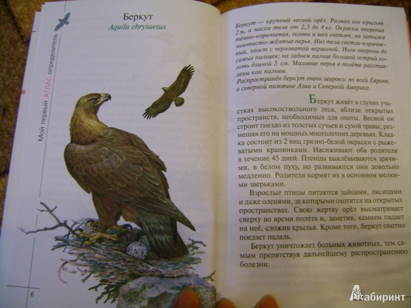 Иллюстрация 5 из 38 для Птицы леса - Бровкина, Сивоглазов | Лабиринт - книги. Источник: anchutka