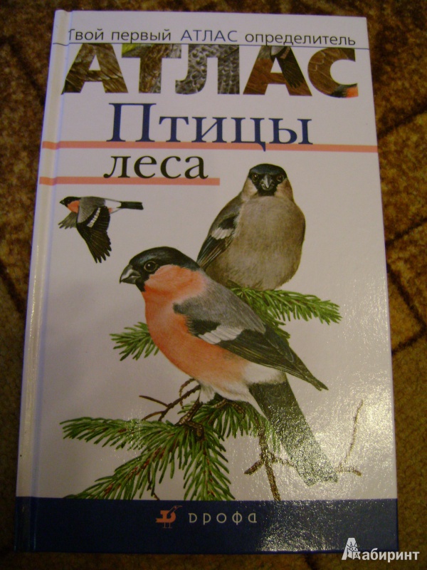Иллюстрация 2 из 38 для Птицы леса - Бровкина, Сивоглазов | Лабиринт - книги. Источник: anchutka