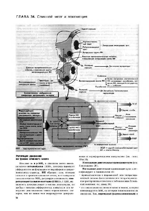 Иллюстрация 14 из 15 для Наглядная неврология - Баркер, Нил, Барази | Лабиринт - книги. Источник: Юта