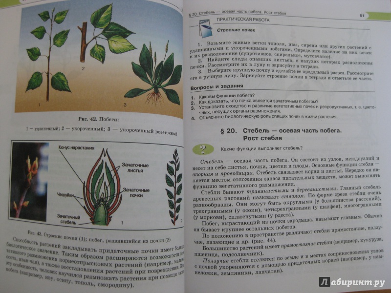 Иллюстрация 19 из 34 для Биология. Растения, бактерии, грибы, лишайники. 6 класс. Учебник - Трайтак, Трайтак | Лабиринт - книги. Источник: Лабиринт
