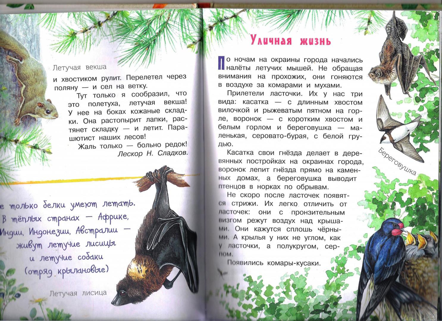Иллюстрация 8 из 33 для Лесная газета - Виталий Бианки | Лабиринт - книги. Источник: Матуля
