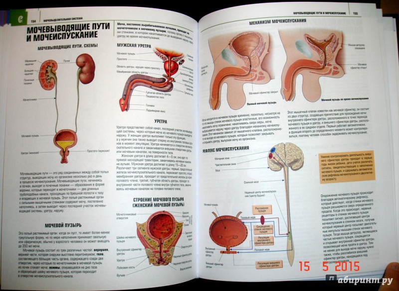 Иллюстрация 6 из 28 для Атлас анатомии - Адольфо Кассан | Лабиринт - книги. Источник: Kassavetes