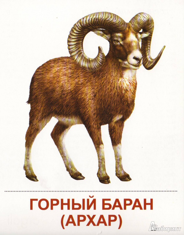Иллюстрация 15 из 15 для Демонстрационные карточки "Дикие животные -1" - Т. Шорыгина | Лабиринт - книги. Источник: Трубадур