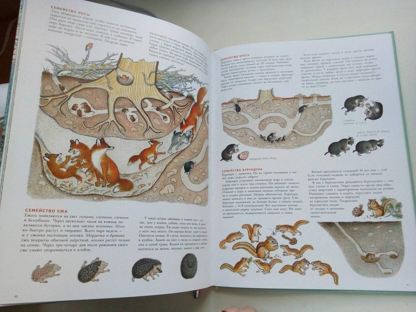 Иллюстрация 87 из 109 для В лесу - Петр Багин | Лабиринт - книги. Источник: Захарова  Алина Станиславовна