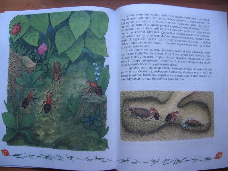 Иллюстрация 15 из 24 для Кто в муравейнике живет: книга для чтения детям - Александр Тамбиев | Лабиринт - книги. Источник: Red cat ;)