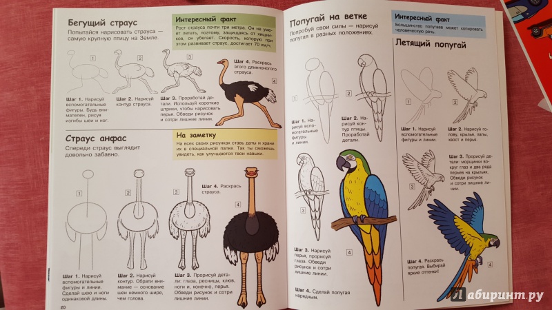 Иллюстрация 9 из 15 для Учимся рисовать. Животные | Лабиринт - книги. Источник: Ола-ола
