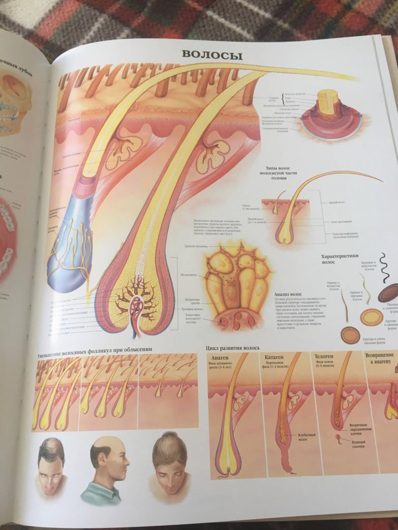Иллюстрация 7 из 9 для Большой атлас анатомии человека | Лабиринт - книги. Источник: Иванова  Татьяна