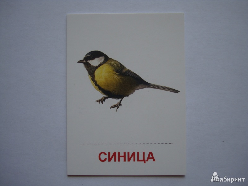 Иллюстрация 12 из 27 для Раздаточные карточки "Птицы России" (63х87 мм) | Лабиринт - книги. Источник: Борисова  Алла