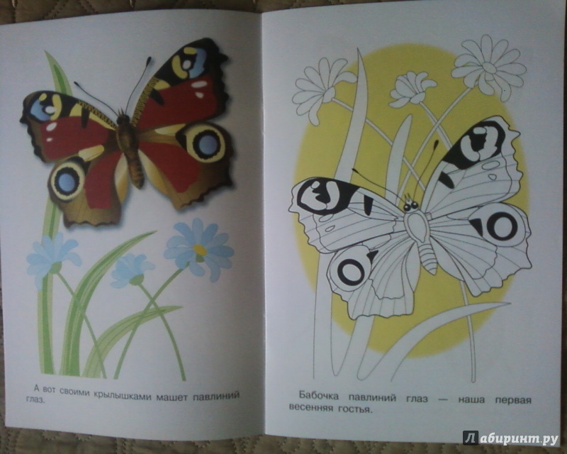 Иллюстрация 8 из 24 для Раскраска. Бабочки | Лабиринт - книги. Источник: Родионова  Надежда