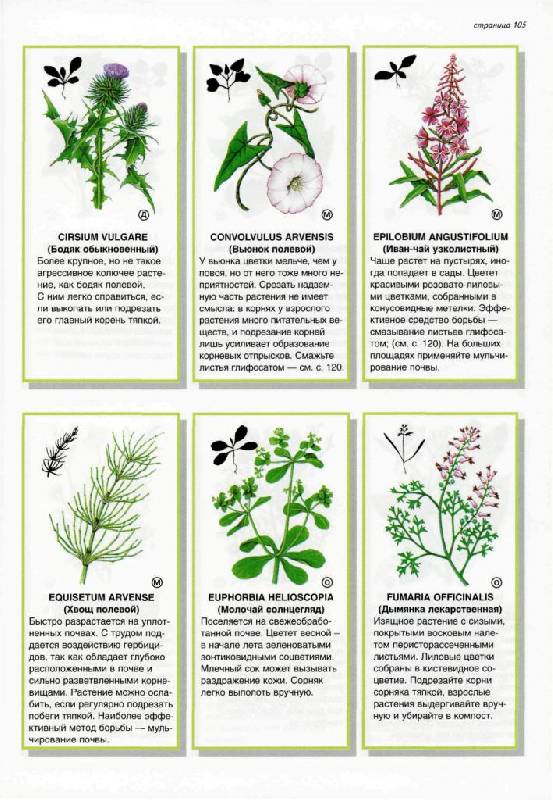 Иллюстрация 24 из 30 для Все о болезнях и вредителях растений - Дэвид Хессайон | Лабиринт - книги. Источник: Юта