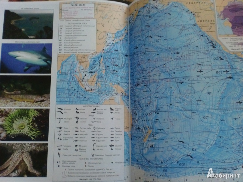 Иллюстрация 10 из 27 для География материков и океанов. 7 класс. Атлас и контурные карты. ФГОС | Лабиринт - книги. Источник: Алена