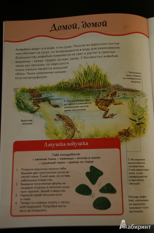 Иллюстрация 2 из 13 для Рептилии и амфибии | Лабиринт - книги. Источник: Busyay