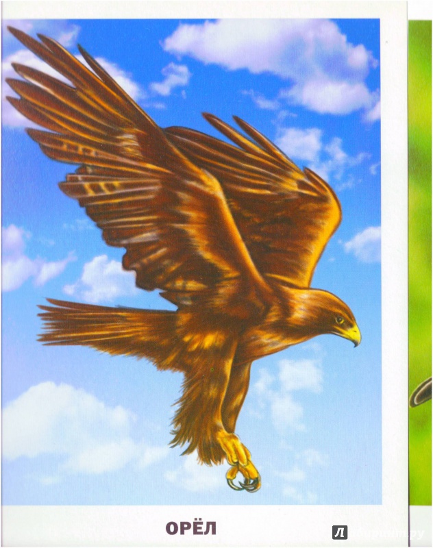Иллюстрация 11 из 48 для Обучающие карточки. Птицы | Лабиринт - игрушки. Источник: Халтурина  Оксана