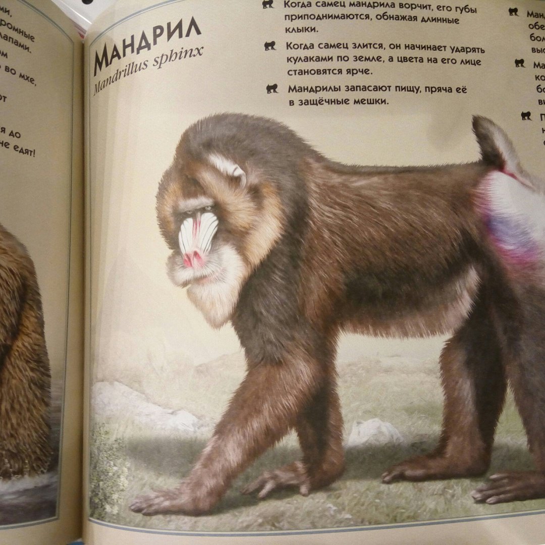 Иллюстрация 36 из 49 для Удивительная книга об удивительных животных - Том Джексон | Лабиринт - книги. Источник: bookchik