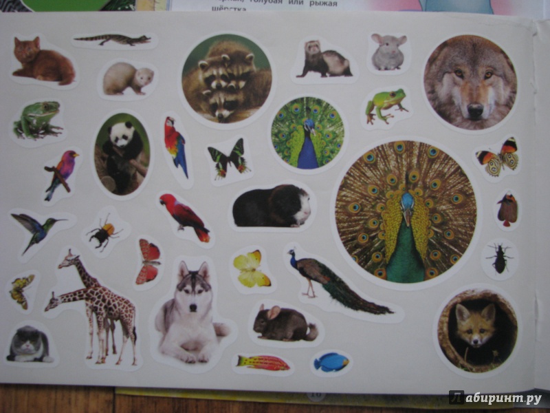 Иллюстрация 8 из 9 для 400 наклеек. Животный мир | Лабиринт - книги. Источник: Мамонтова  Наталья